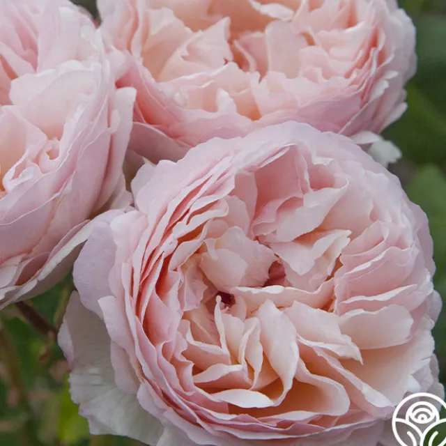 Princesse Charlene de Monaco®