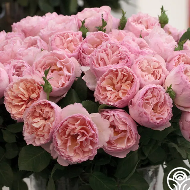 Princesse Charlene de Monaco®