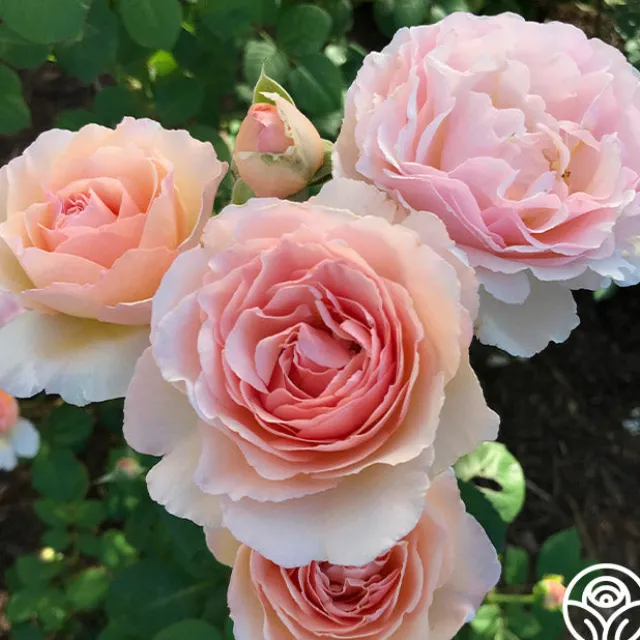 Princesse Charlene de Monaco®