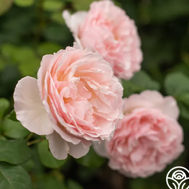 Princesse Charlene de Monaco®