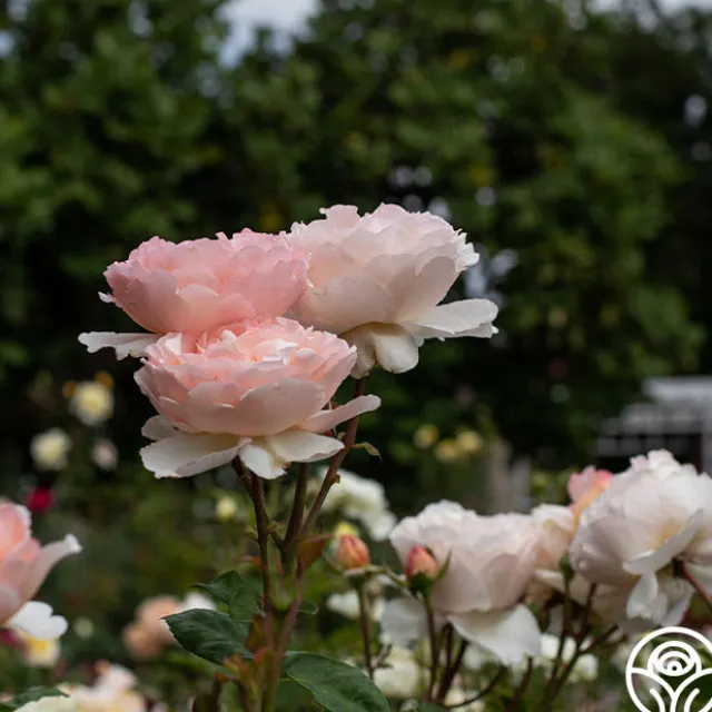 Princesse Charlene de Monaco®