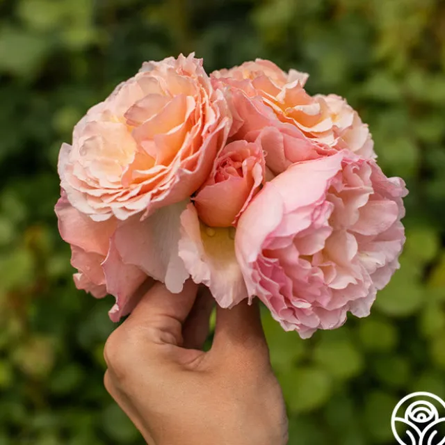 Princesse Charlene de Monaco®