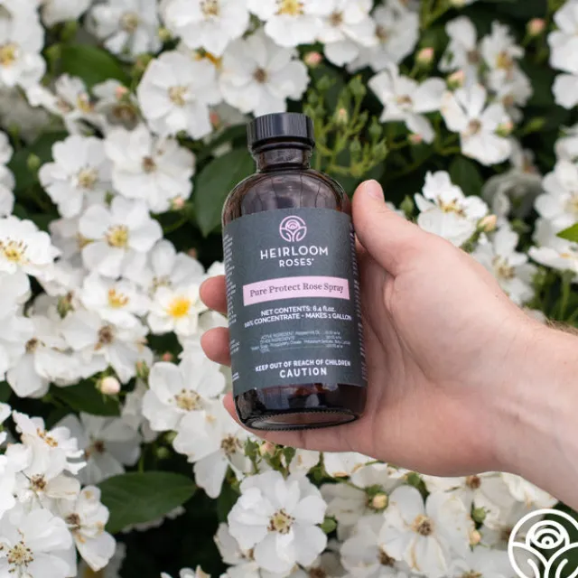 Pure Protect by Heirloom Roses