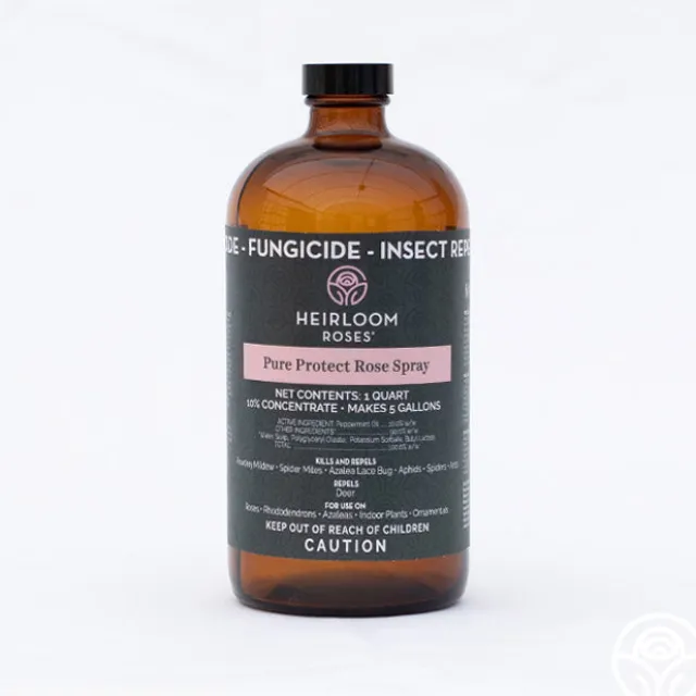 Pure Protect by Heirloom Roses