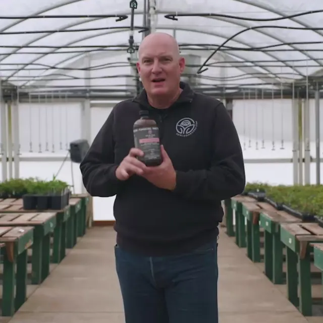 Pure Protect by Heirloom Roses