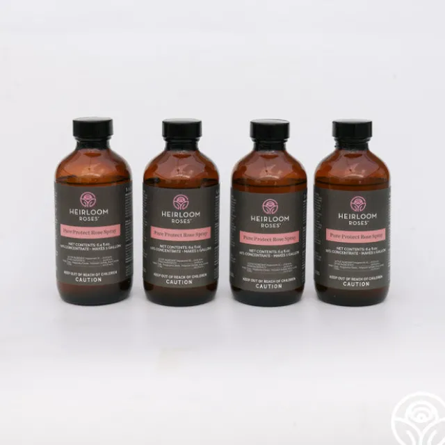 Pure Protect by Heirloom Roses