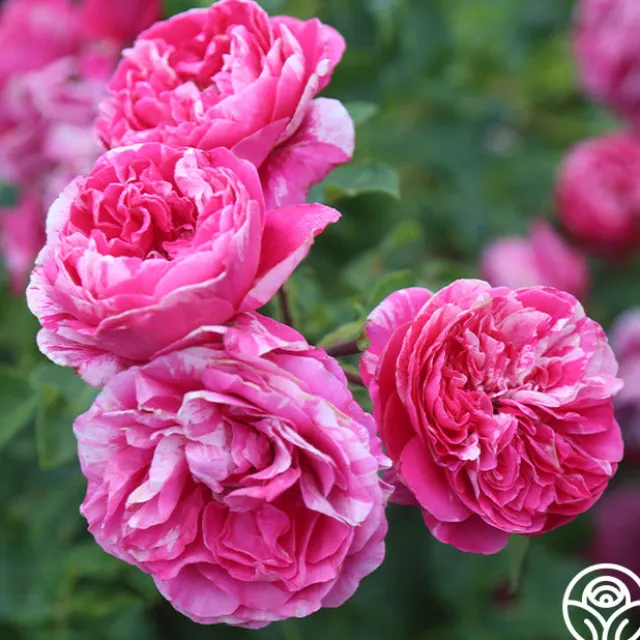 Raspberry Cream Twirl™