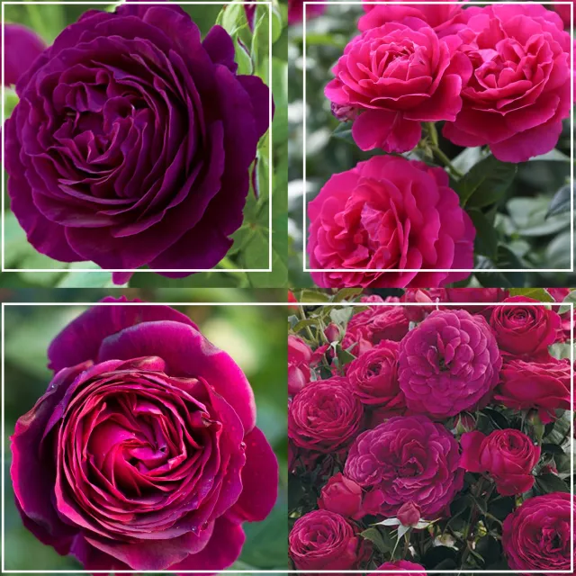 Romantic Bouquet Collection