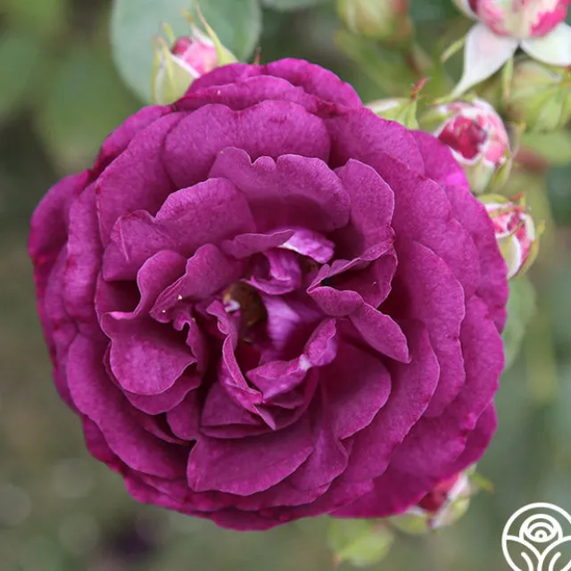 Romantic Bouquet Collection