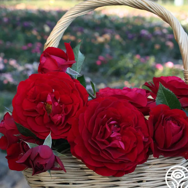 Romantic Red Bouquet Collection