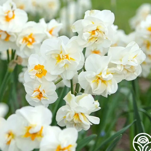 Sir Winston Churchill