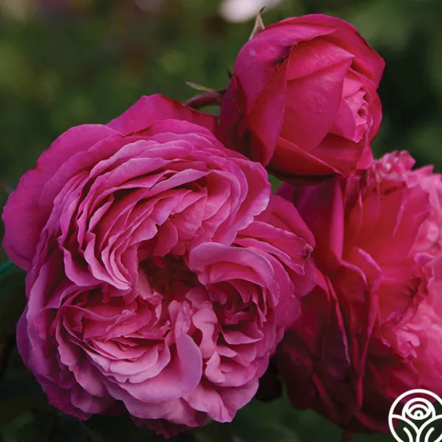 Sister Emmanuelle™