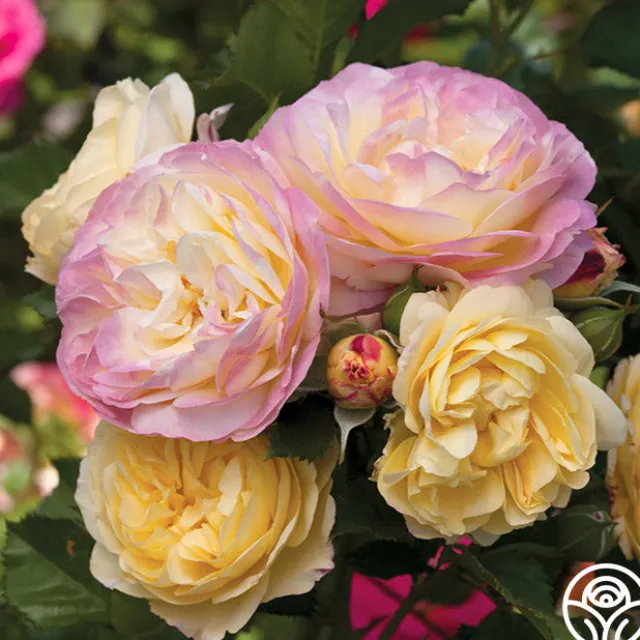 Spring Color Bouquet Collection