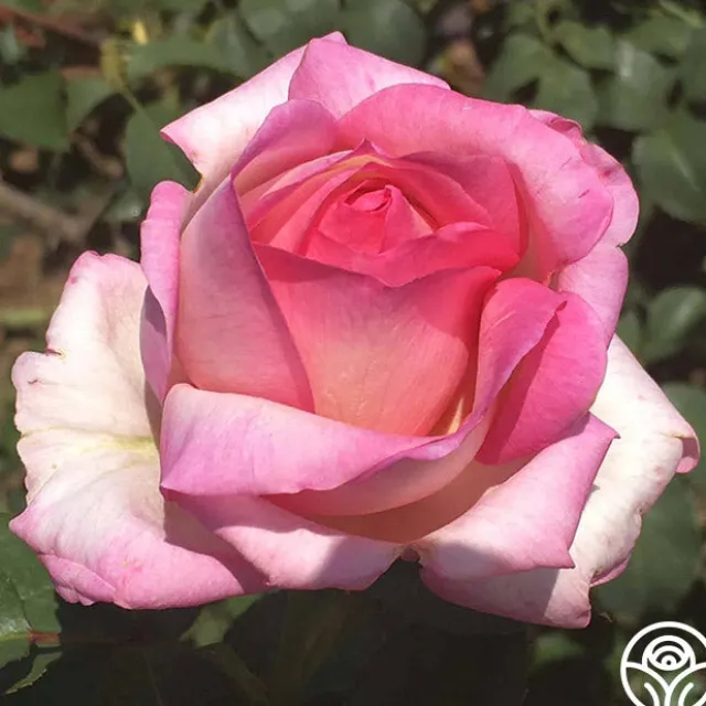 Star-Crossed Lovers™