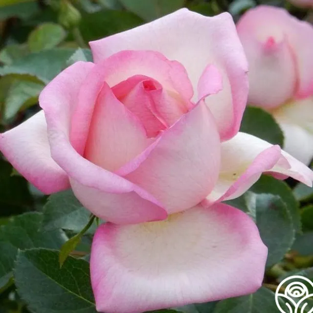 Star-Crossed Lovers™