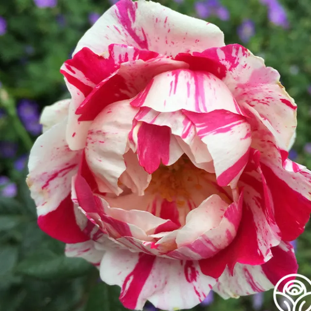 Stars 'n' Stripes Forever™