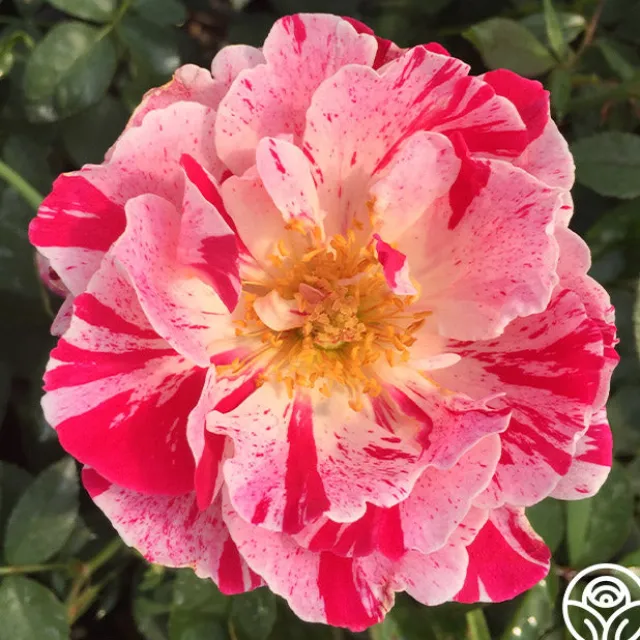 Stars 'n' Stripes Forever™