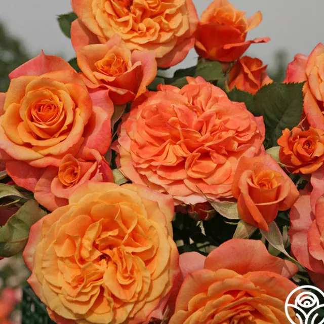 Sunbelt® Crazy Love™