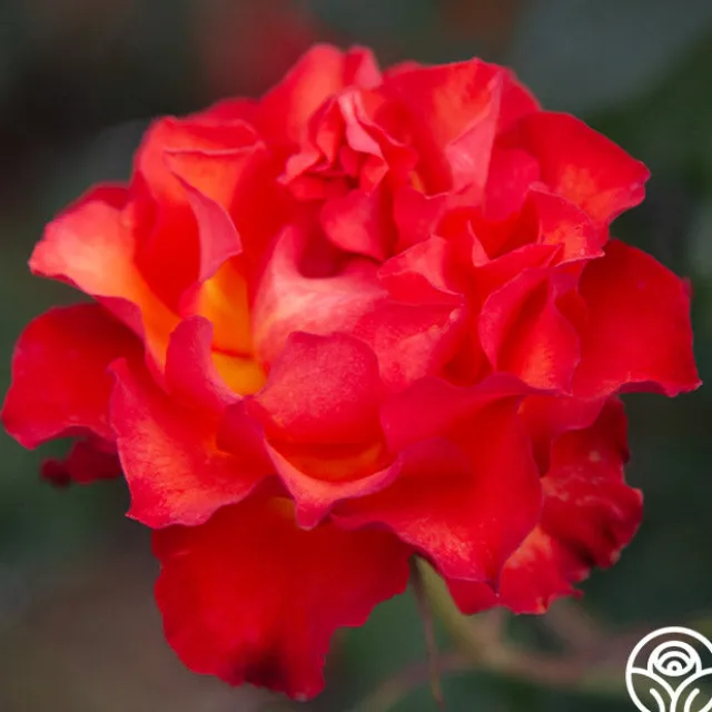 Sunrise At Heirloom™