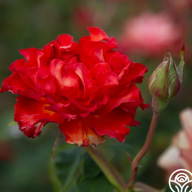 Sunrise At Heirloom™