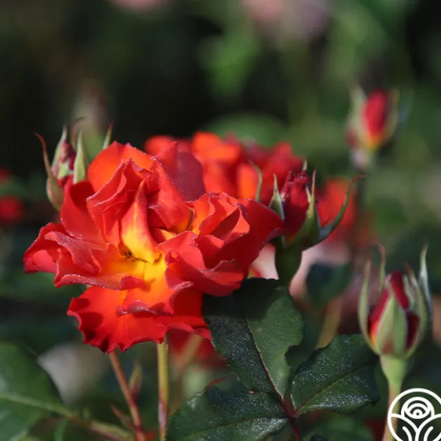 Sunrise At Heirloom™