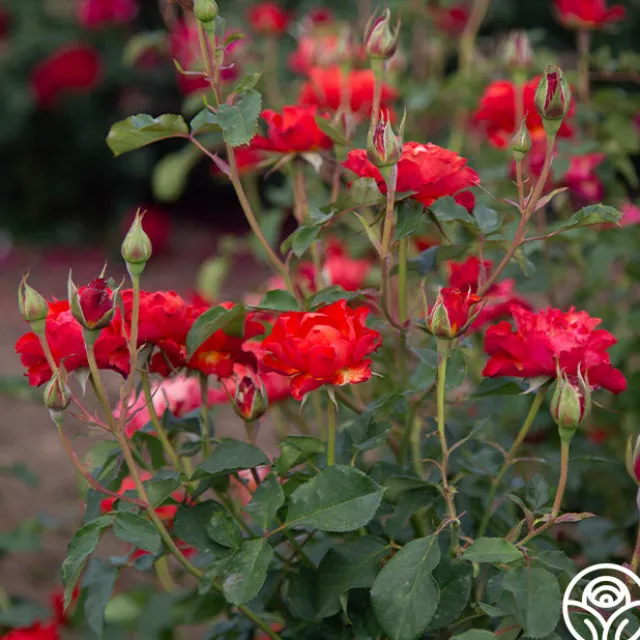 Sunrise At Heirloom™