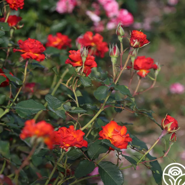 Sunrise At Heirloom™