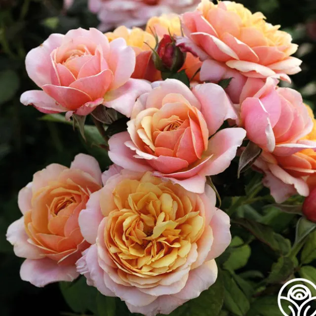 Sunset Tones Bouquet Collection