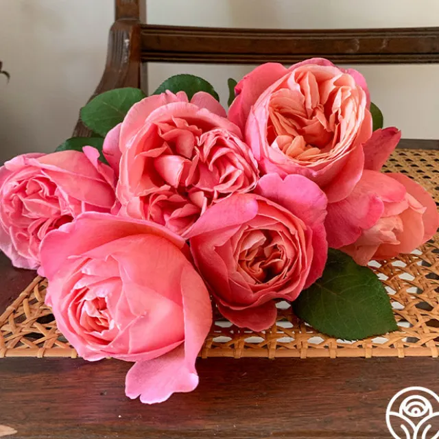 Sweet Mademoiselle™