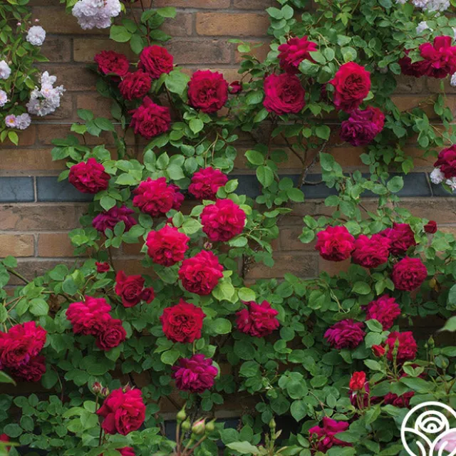 Tess of the d'Urbervilles®