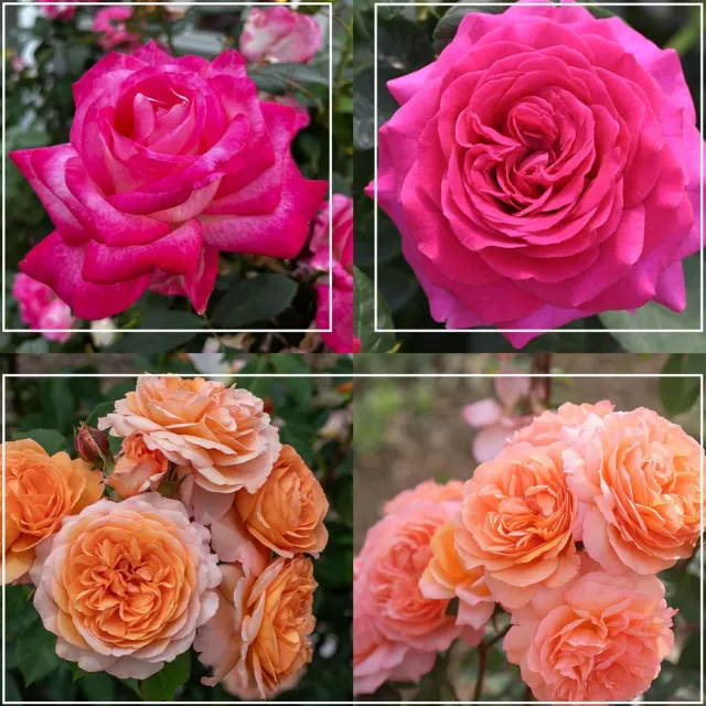 50th Anniversary Founders Collection