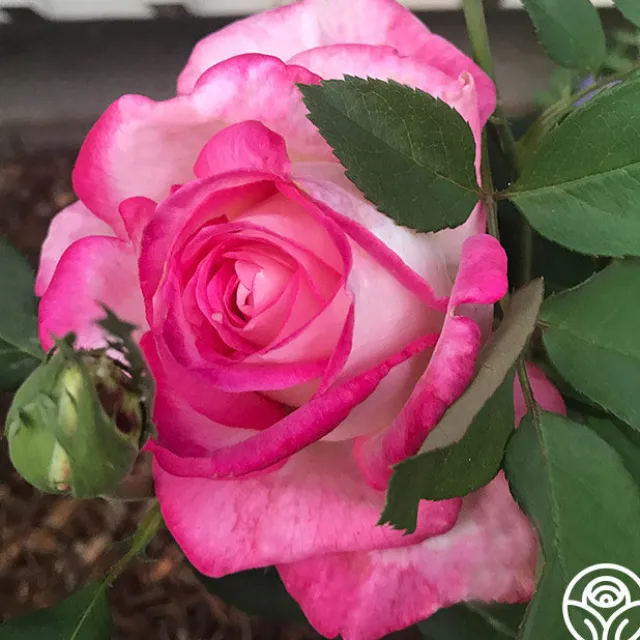 50th Anniversary Founders Collection