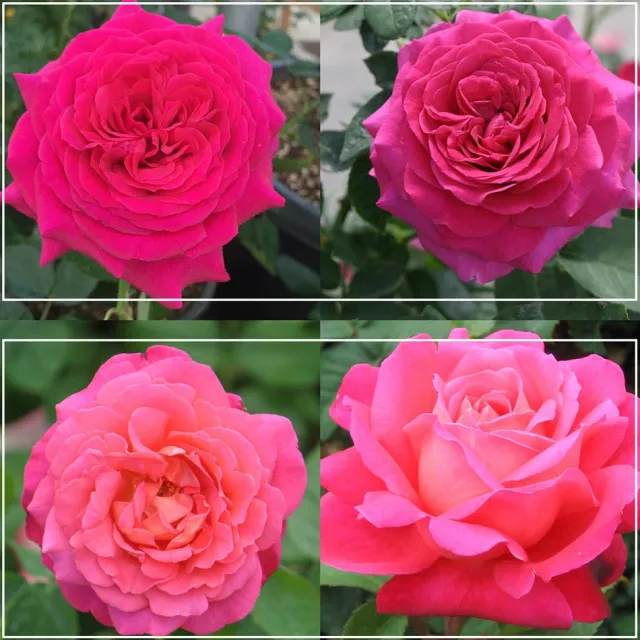 50th Anniversary Fragrant Roses Collection