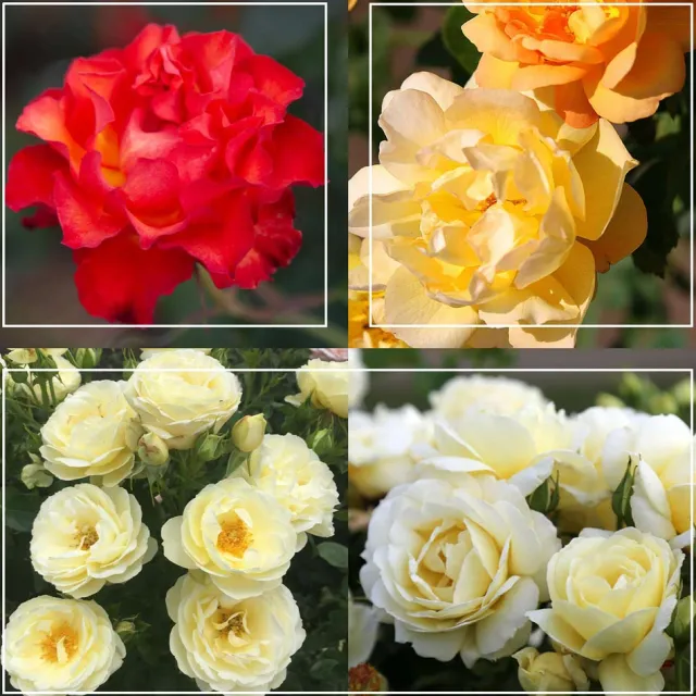 50th Anniversary Summer Collection