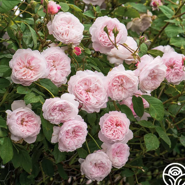 The Albrighton Rambler®