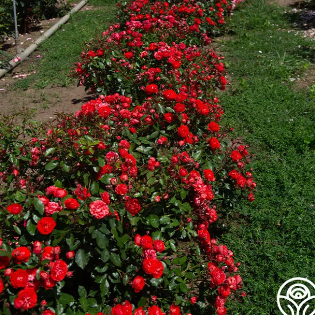 Veranda® Brilliant™