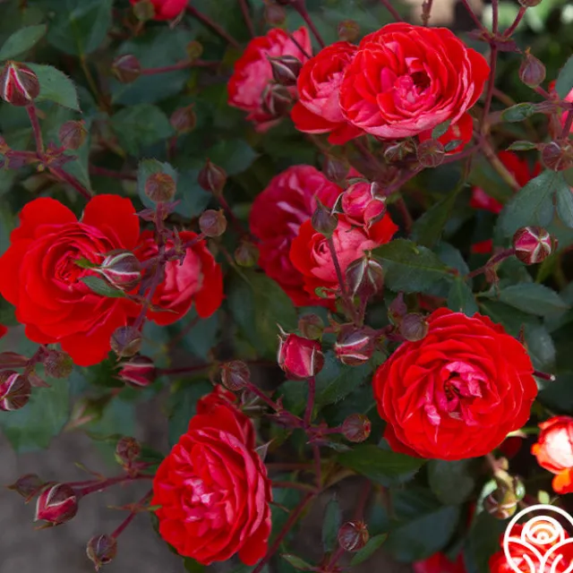 Veranda® Brilliant™