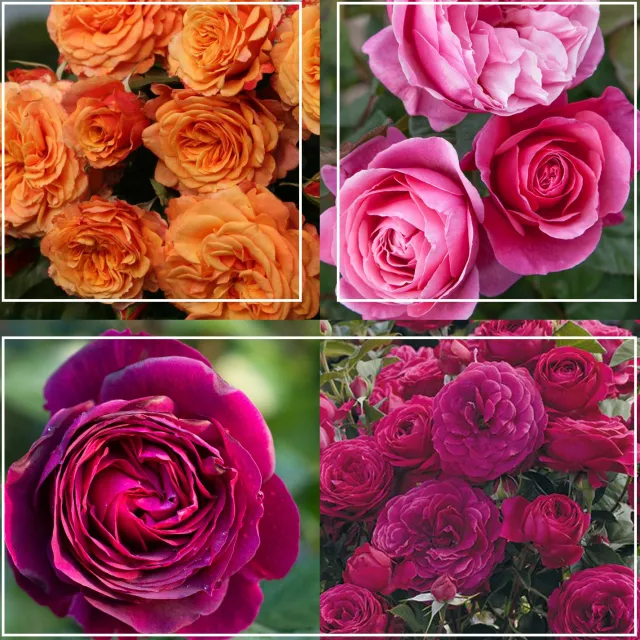 Vibrant Bouquet Collection