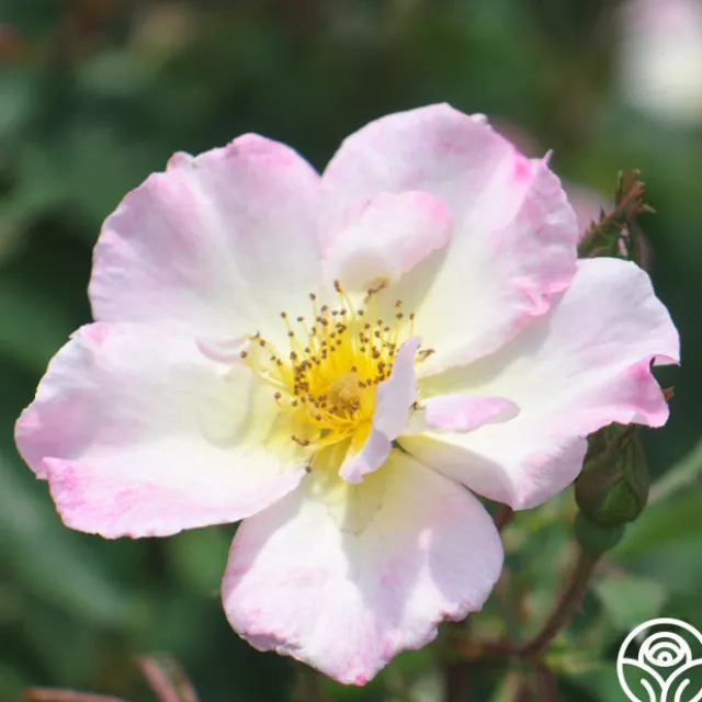 Watercolors Home Run®