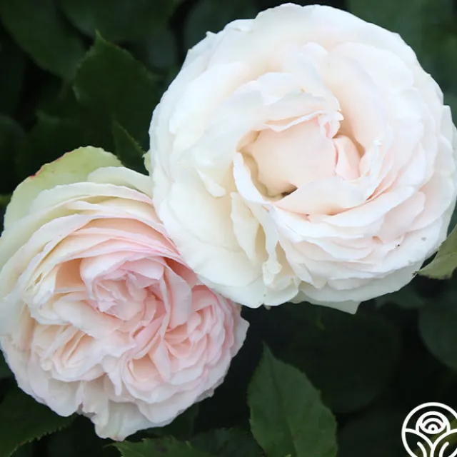 White Eden Climber®