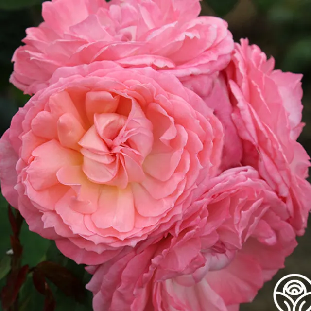 Windsor Castle Wedding™