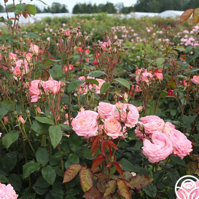 Windsor Castle Wedding™