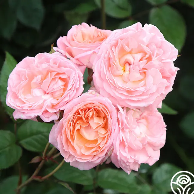 Windsor Castle Wedding™