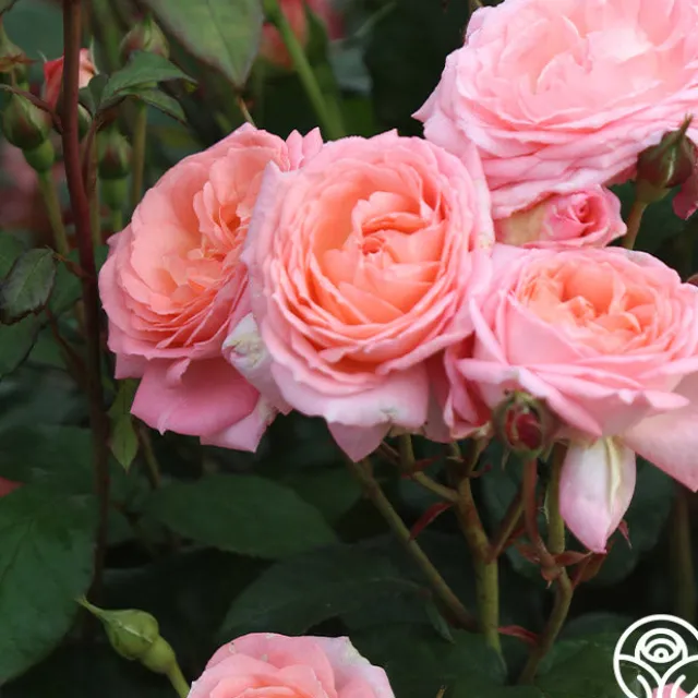 Windsor Castle Wedding™