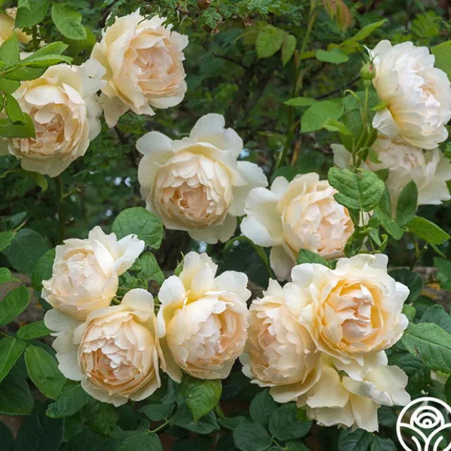 Wollerton Old Hall™